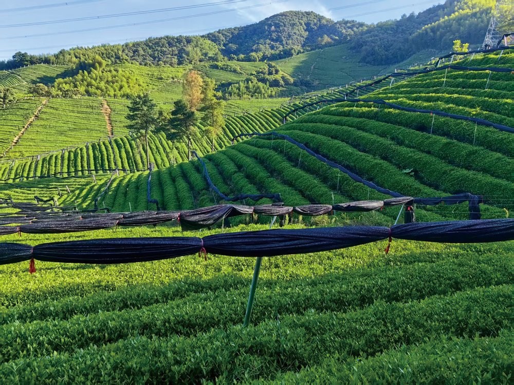 中国径山抹茶